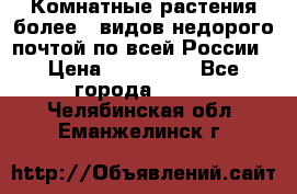 Комнатные растения более200видов недорого почтой по всей России › Цена ­ 100-500 - Все города  »    . Челябинская обл.,Еманжелинск г.